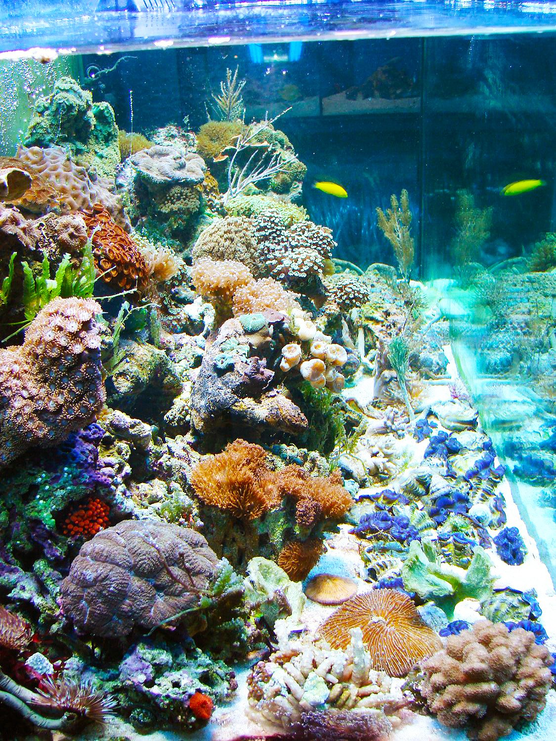 Wundervolle Korallen