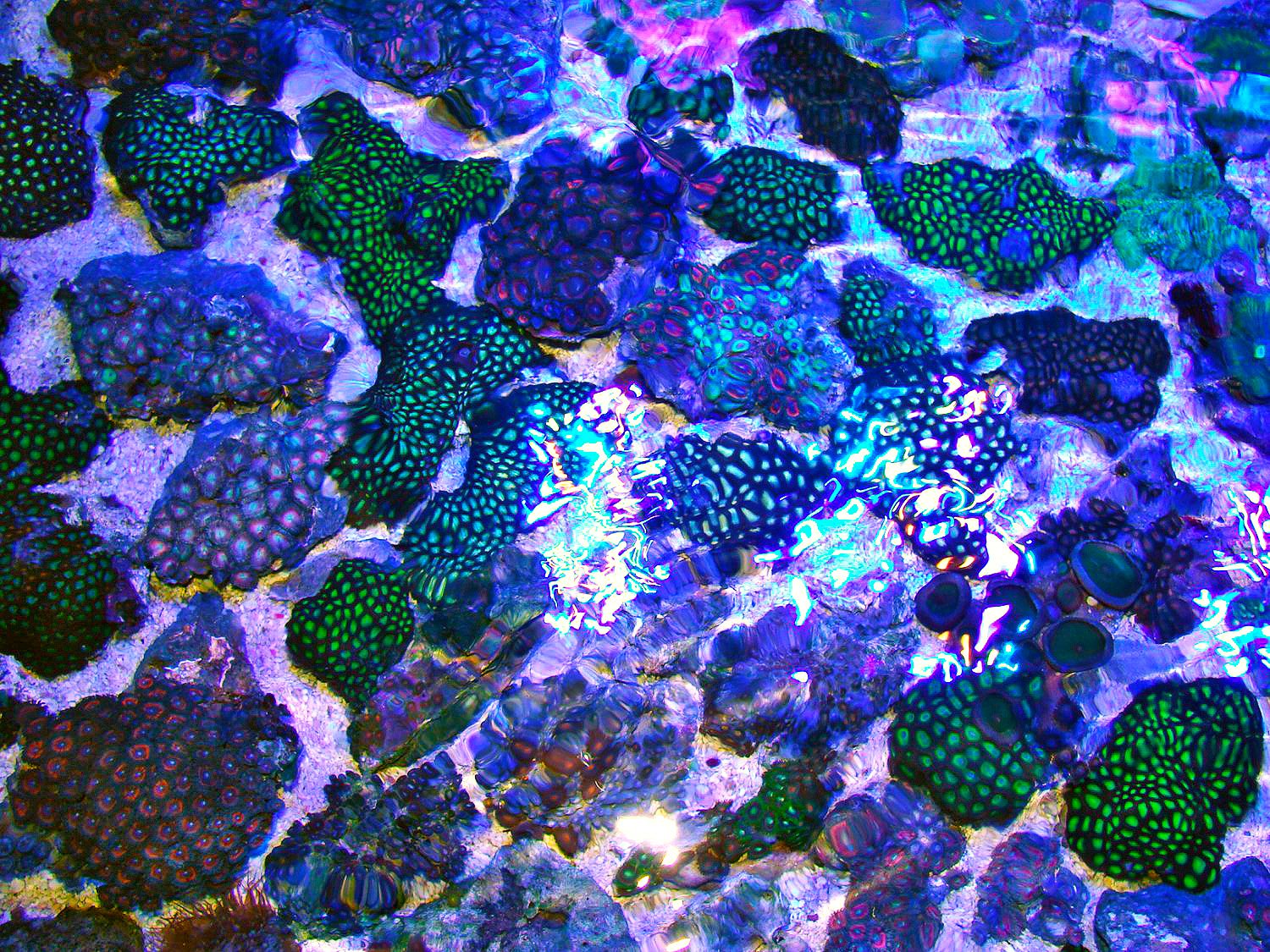 Schöne Krustenanemomen