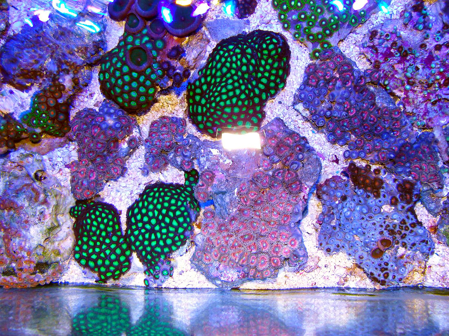 Ständig verschiedene Krustenanemonen auf Lager