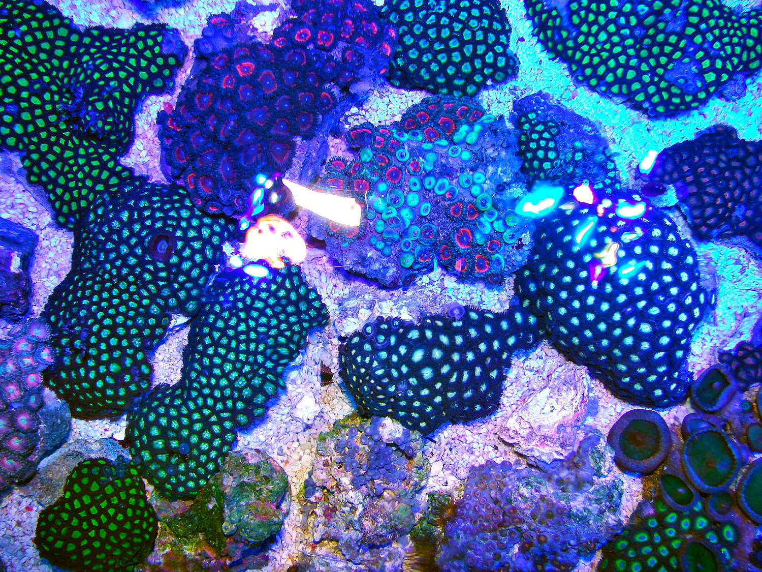 Schöne Auwahl an Krusten