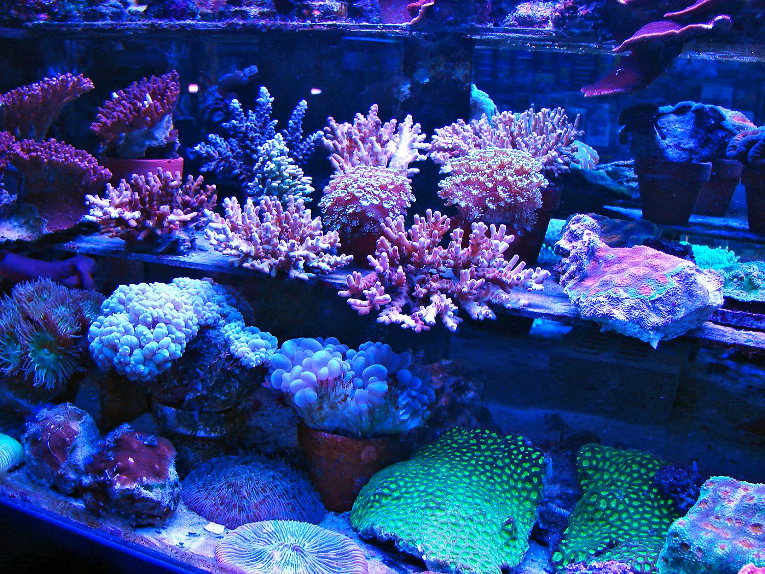 Weitere LPS Korallen