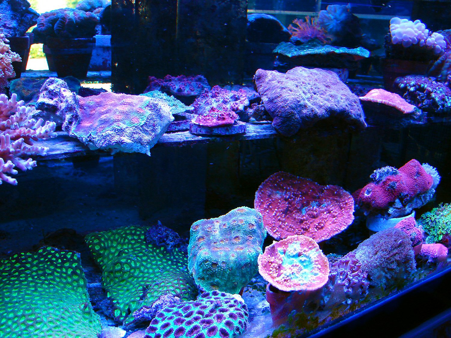 Ach immer SPS Korallen