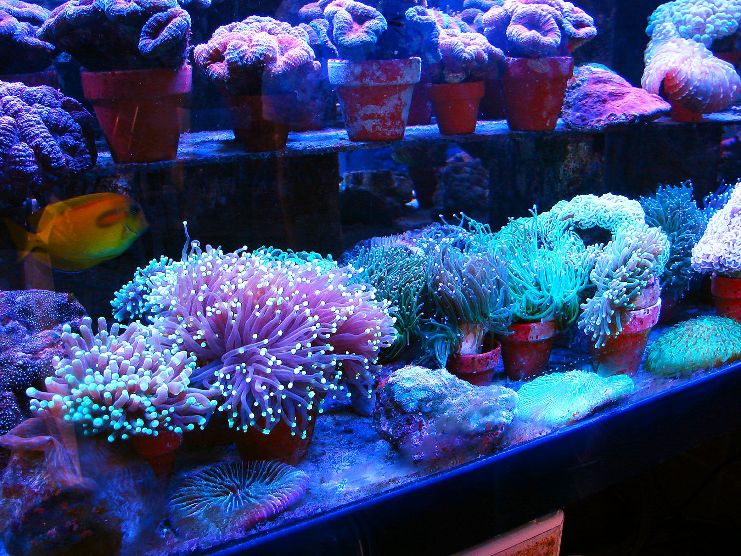 Leuchtende Farben bei LPS Korallen