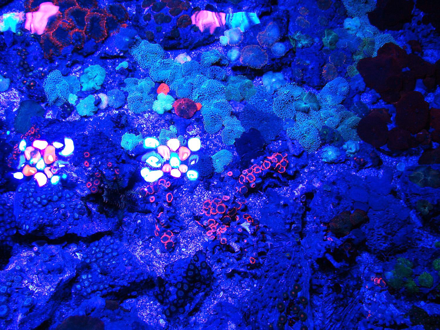 Phosphorisierende Korallen