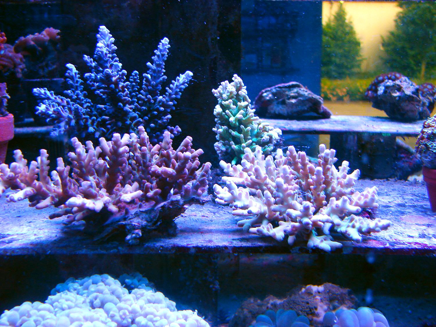 Kleinpolypige Korallen